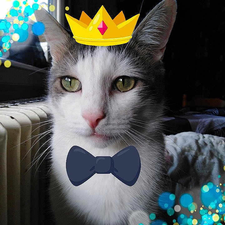 Gribouille participe au concours pour gagner de l'argent avec cette photo : aegean_cat, american_shorthair, american_wirehair, carnivoran, cat, cat_like_mammal, domestic_short_haired_cat, eye, face, kitten, mammal, small_to_medium_sized_cats, snout, vertebrate, whiskers