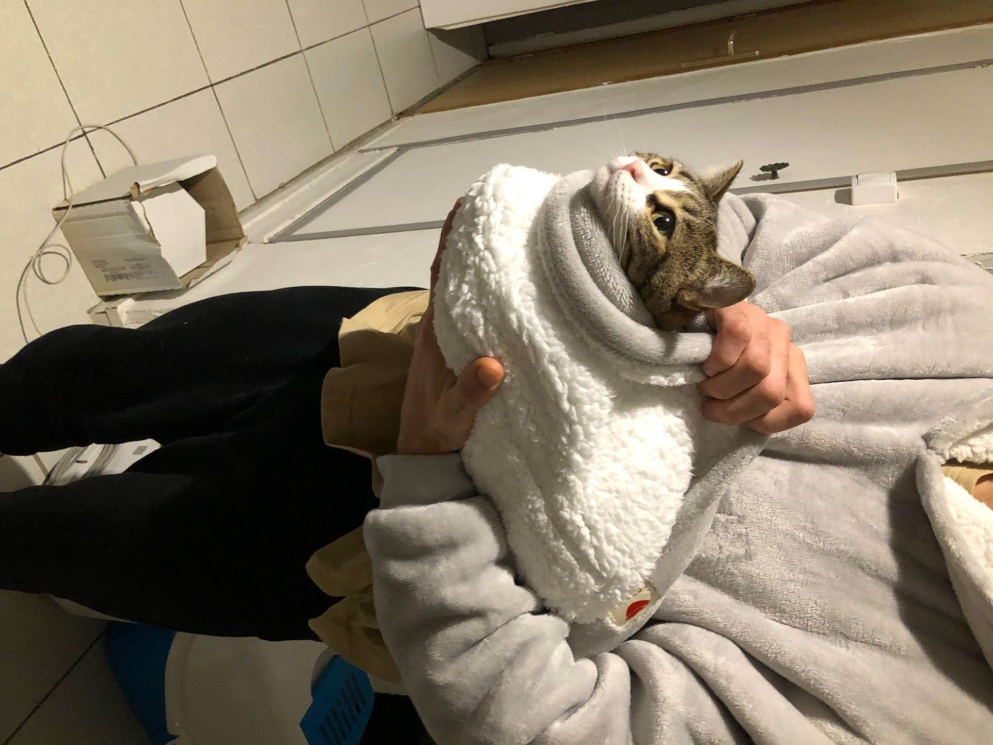 Pipoune participe au concours pour gagner de l'argent avec cette photo : blanket, comfort, felidae, finger, flesh, flooring, fur, gesture, linens, plush, room, sitting, small_to_medium_sized_cats, stuffed_toy, tail, thumb, toy, whiskers, wool, wrist