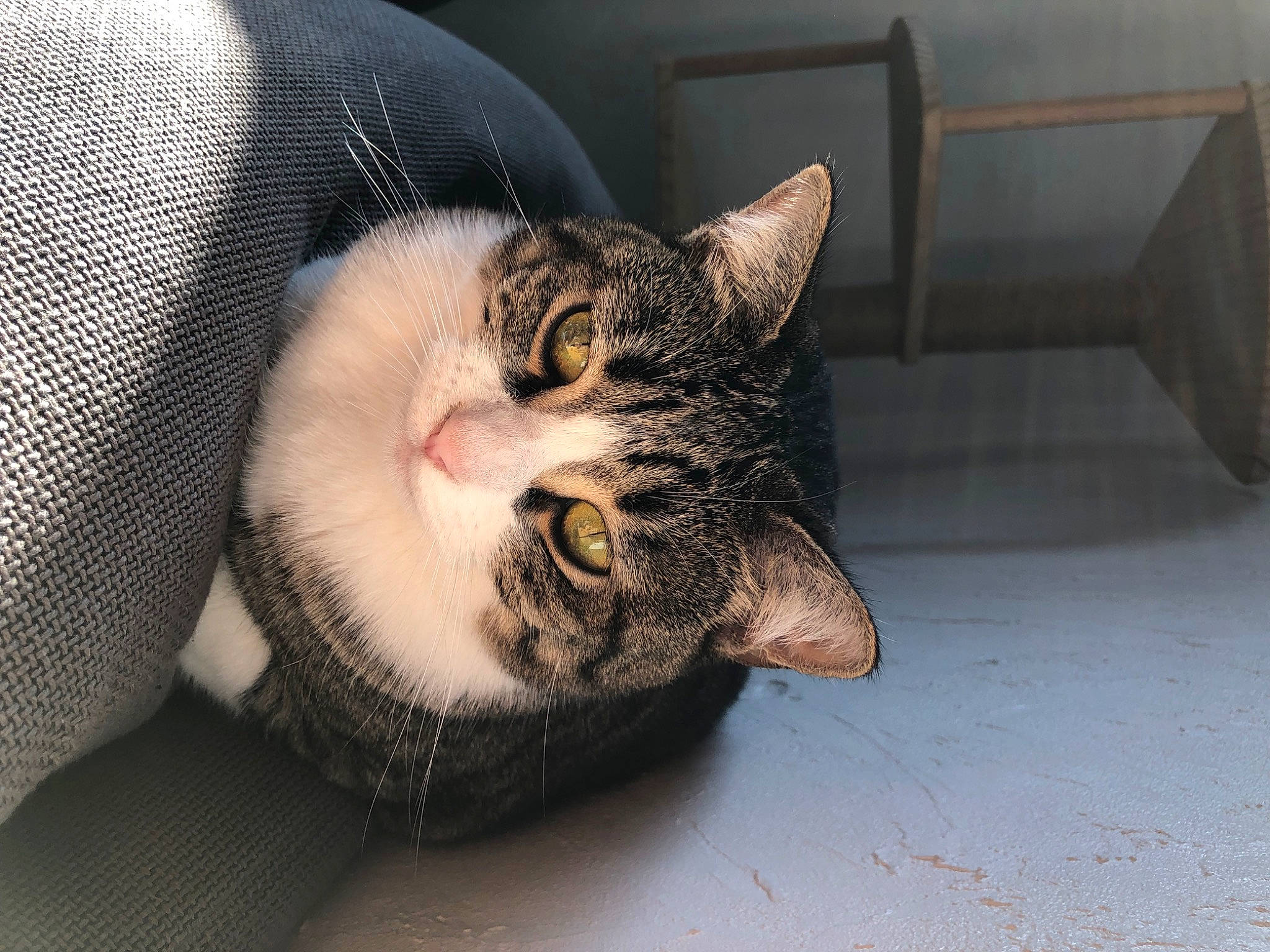 Pipoune a rejoint le concours — aidez-le/la à gagner de superbes lots ! automotive_lighting, automotive_tire, carnivore, cat, claw, comfort, domestic_short_haired_cat, door, ear, felidae, fur, grey, paw, sitting, small_to_medium_sized_cats, snout, tire, vehicle_door, whiskers, window