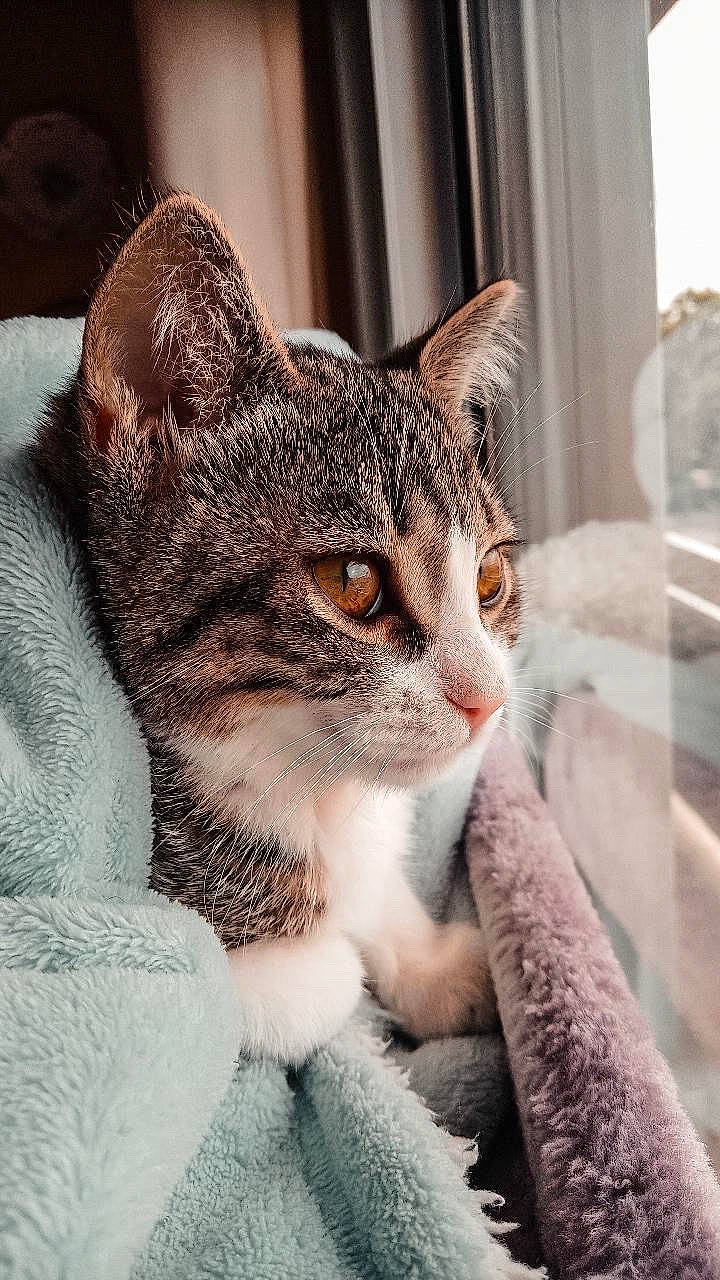 Pipoune a rejoint le concours — aidez-le/la à gagner de superbes lots ! art, carnivore, cat, domestic_short_haired_cat, felidae, fur, paw, sitting, small_to_medium_sized_cats, snout, tail, terrestrial_animal, tree, whiskers, wildlife, window