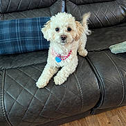 Dolly joined the competition — help win amazing prizes! dog, puppy, pet, couch, leather, living_room, blanket, floor, wood_floor, fur, collar, indoor, cute, small_dog, animal, tail, pink_necklace, relaxed, curious, home