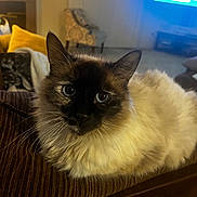 Gracie is registered to the contest to win money with this photo: cat, siamese_cat, blue_eyes, fluffy, indoor, living_room, couch, furniture, pet, animal, mammal, whiskers, close_up, relaxed, cute, domestic_cat, face, portrait, cozy, background