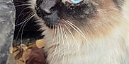 Gracie is registered to the contest to win money with this photo: cat, siamese_cat, blue_eyes, fur, whiskers, close_up, animal, pet, curious, outdoor, leaves, nature, brown, black, white, face, ears, portrait, cute, feline