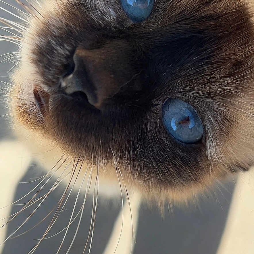 Gracie joined the competition — help win amazing prizes! animal, blue_eyes, cat, close_up, curious, daylight, domestic_cat, ears, face, feline, fur, looking_up, nose, outdoor, pet, portrait, shadow, siamese, whisker, whiskers