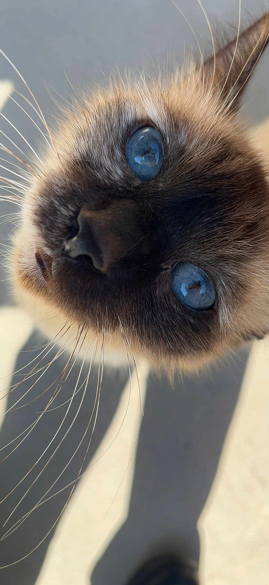 Gracie joined the competition — help win amazing prizes! cat, siamese, blue_eyes, whiskers, close_up, pet, animal, curious, face, fur, portrait, outdoor, shadow, daylight, nose, ears, feline, whisker, looking_up, domestic_cat