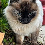 Gracie is registered to the contest to win money with this photo: cat, feline, outdoor, animal, fluffy, blue_eyes, whiskers, nature, plant, leaf, fur, close_up, mammal, domestic_animal, pet, brown, white, black, standing, eyes