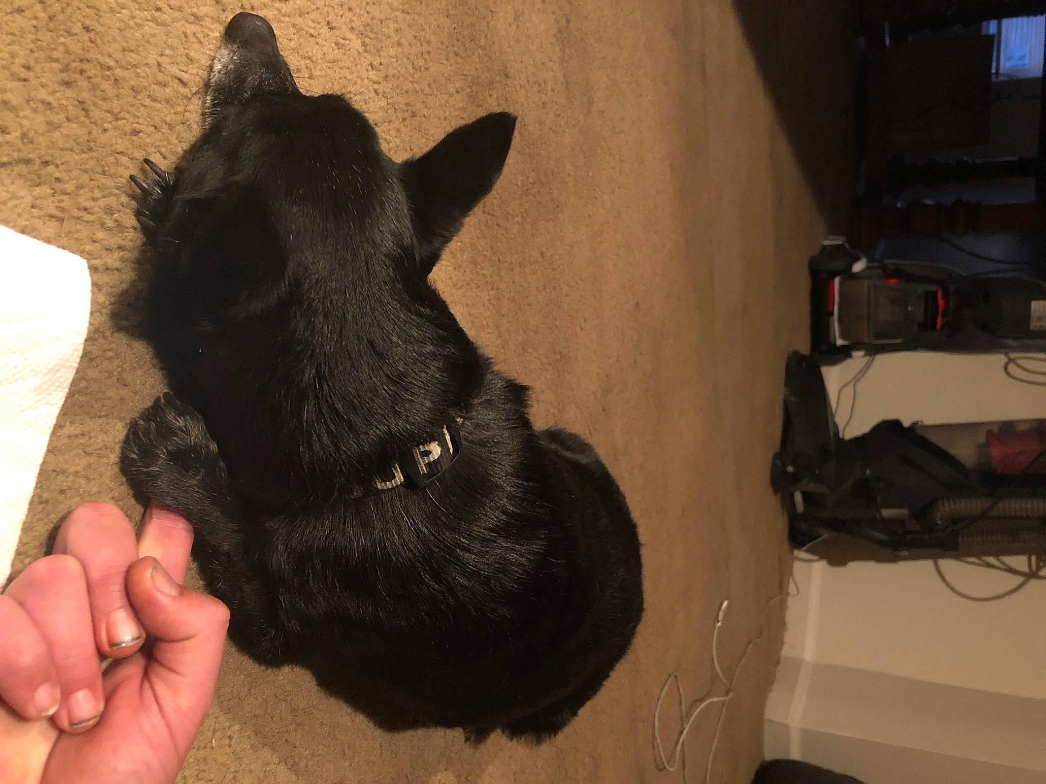 Angel joined the competition — help win amazing prizes! canidae, carnivore, collar, companion_dog, dog, dog_breed, dog_collar, ear, fashion_accessory, fawn, felidae, fur, gesture, guard_dog, snout, sporting_group, tail, terrestrial_animal, whiskers, working_animal