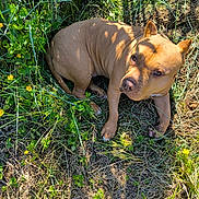 O'Voyou participe au concours pour gagner de l'argent avec cette photo : dog, canine, pet, tan_dog, short_hair, pointed_ears, lying_down, outdoors, grass, meadow, wildflowers, yellow_flowers, greenery, sunlight, natural_light, animal_portrait, close_up, looking_at_camera, patterned_shoes, nature