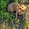dog, canine, pet, tan_dog, short_hair, pointed_ears, lying_down, outdoors, grass, meadow, wildflowers, yellow_flowers, greenery, sunlight, natural_light, animal_portrait, close_up, looking_at_camera, patterned_shoes, nature