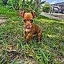 puppy, dog, grass, outdoor, yard, pet, cute, small_dog, brown_dog, tongue_out, animal, nature, suburban, greenery, sidewalk, playful, canine, young_dog, sunlight, daytime