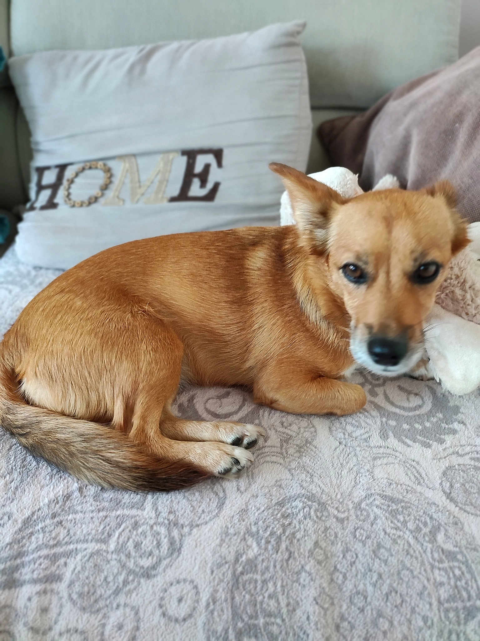 Chipie
