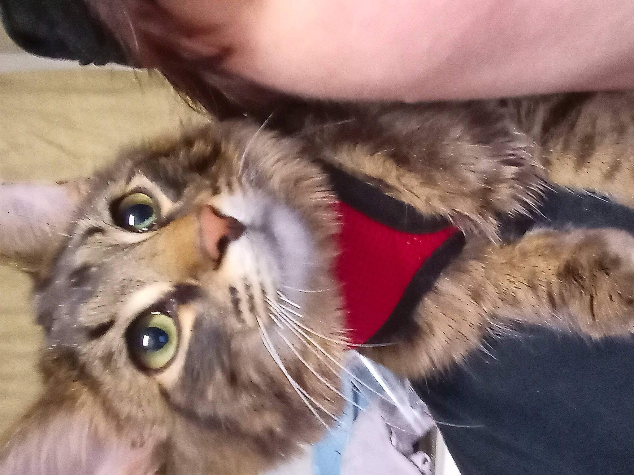 Spike is registered to the contest to win money with this photo: carnivore, cat, claw, domestic_short_haired_cat, ear, felidae, fur, maine_coon, paw, plant, small_to_medium_sized_cats, snout, terrestrial_animal, whiskers