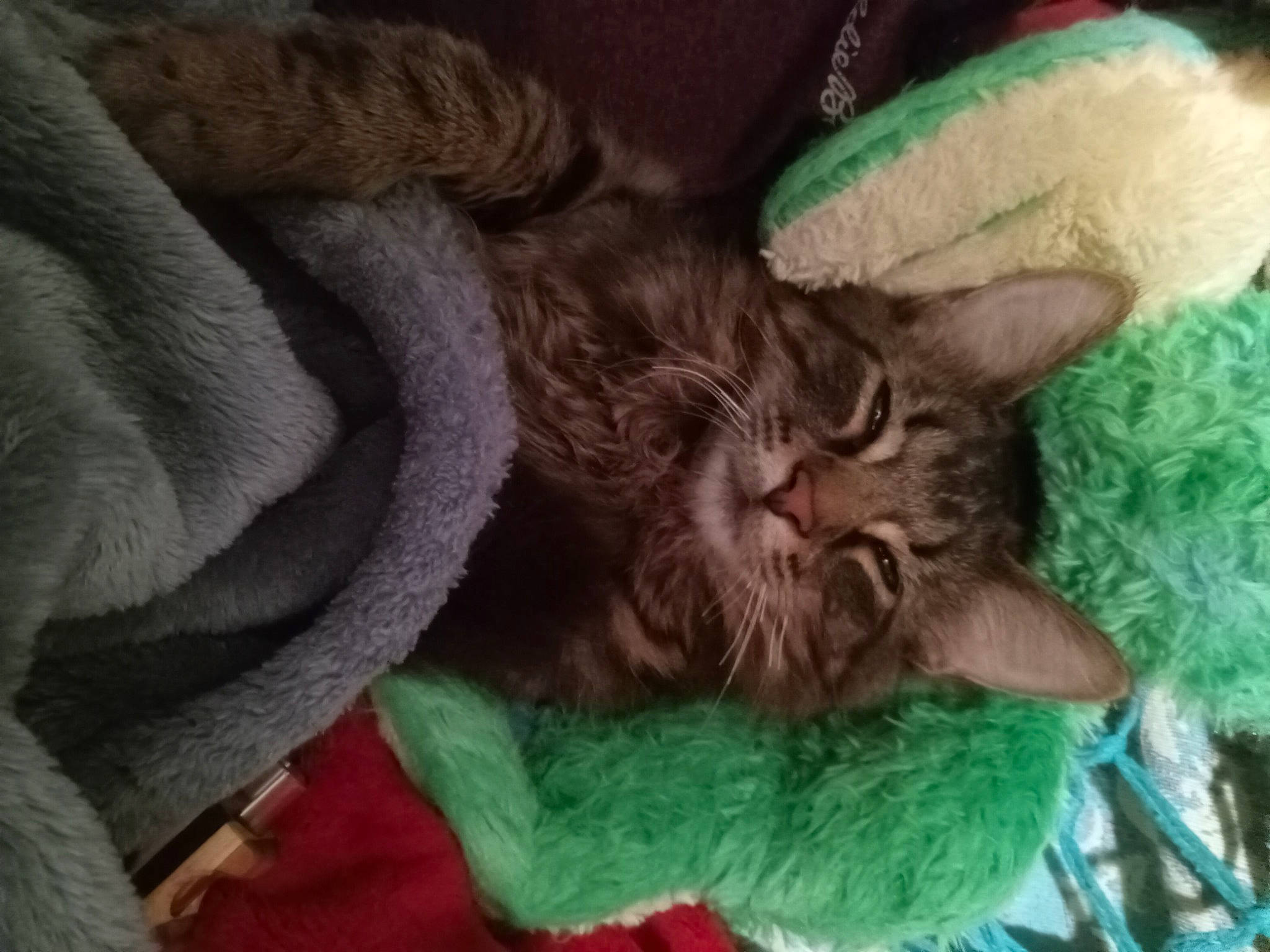 Spike joined the competition — help win amazing prizes! black_cat, carnivore, cat, cat_bed, cat_supply, claw, comfort, companion_dog, domestic_short_haired_cat, fawn, felidae, fur, linens, liver, paw, small_to_medium_sized_cats, tail, textile, whiskers, wool