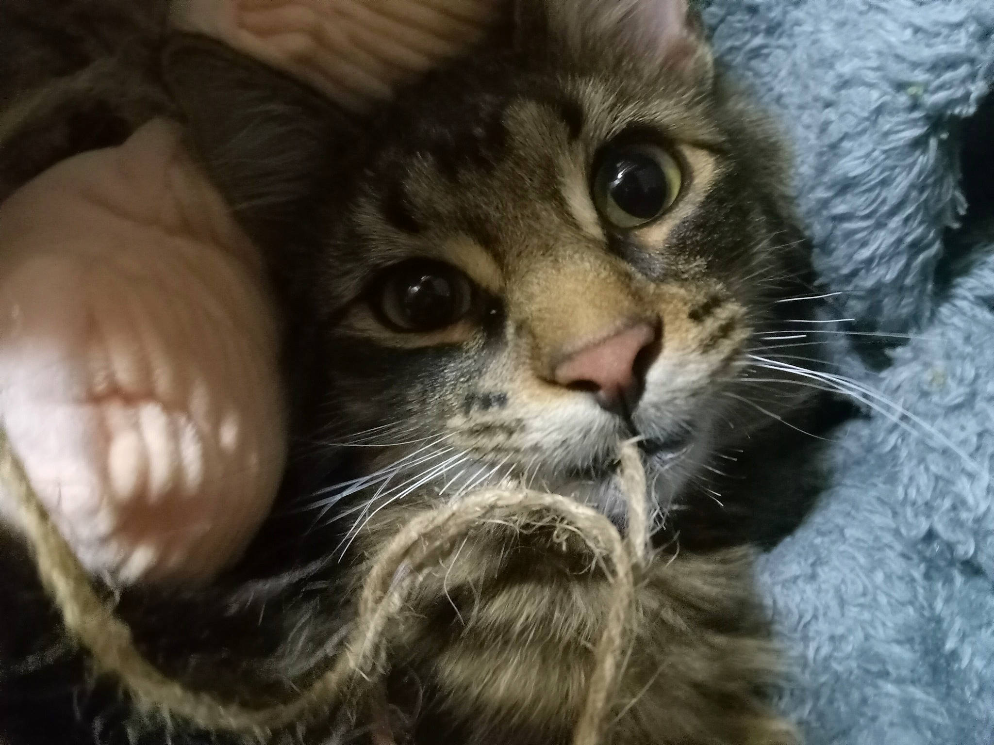 Spike joined the competition — help win amazing prizes! carnivore, cat, claw, close_up, domestic_short_haired_cat, eye, felidae, fur, paw, small_to_medium_sized_cats, snout, terrestrial_animal, whiskers