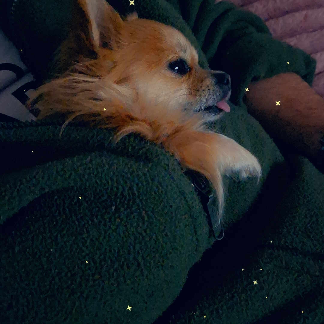 Kinoa a rejoint le concours — aidez-le/la à gagner de superbes lots ! animal, armchair, blanket, canine, cat, chair, clothing, cockerspaniel, couch, dog, furniture, hood, hoodie, kitten, knitwear, papillon, pet, puppy, sweater, sweatshirt