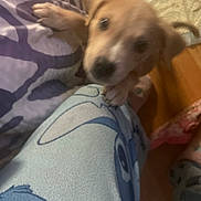 Rosco is registered to the contest to win money with this photo: dog, puppy, blur, pajamas, fabric, cartoon_print, indoor, leg, pet, cute, brown_dog, close_up, soft_lighting, home, animal, cozy, resting, paw, floor, carpet