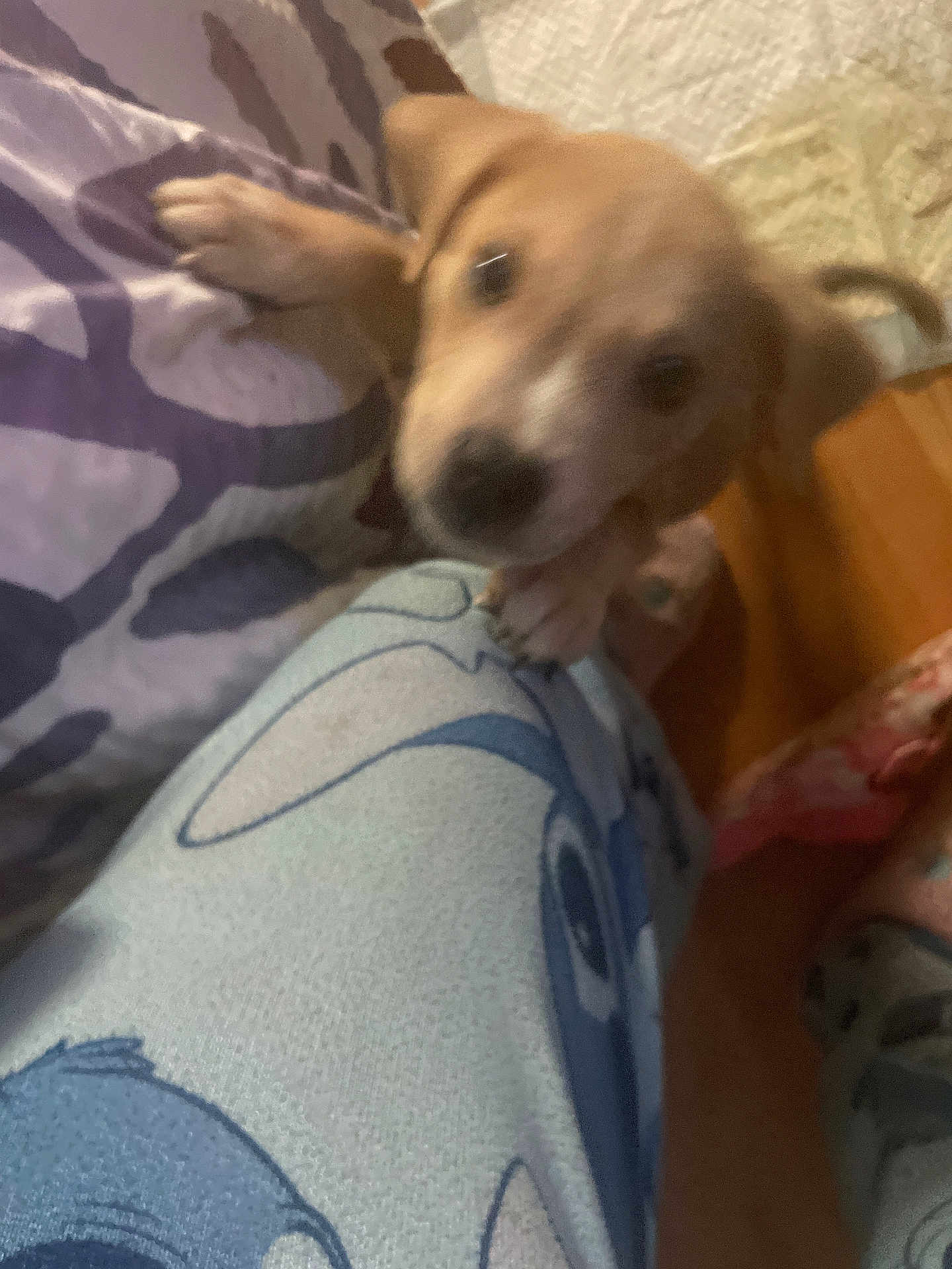 Rosco