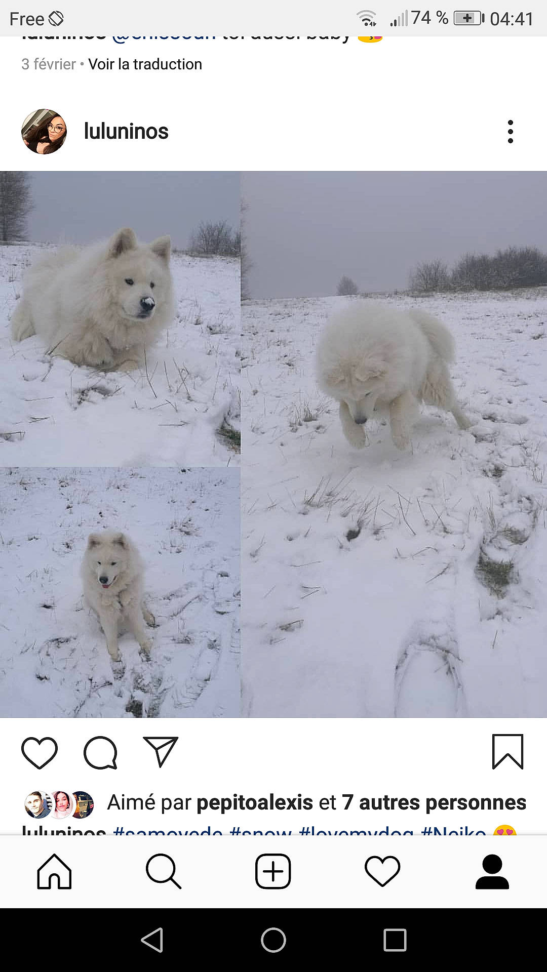 Neiko a rejoint le concours — aidez-le/la à gagner de superbes lots ! adaptation, american_eskimo_dog, arctic, canidae, carnivore, dog, dog_breed, greenland_dog, japanese_spitz, non_sporting_group, polar_bear, pomeranian, samoyed, spitz, tundra, volpino_italiano, winter