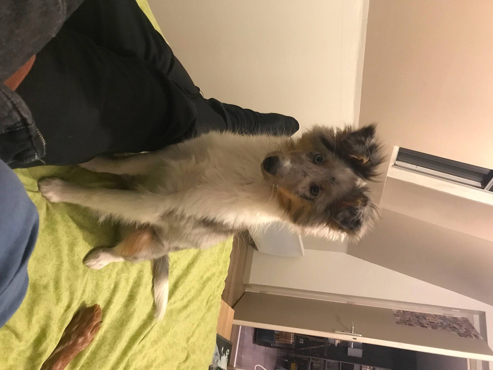 Sally participe au concours pour gagner de l'argent avec cette photo : birman, box, canidae, carnivore, cat, claw, comfort, companion_dog, dog_breed, domestic_short_haired_cat, fawn, felidae, fur, paw, small_to_medium_sized_cats, tail, whiskers