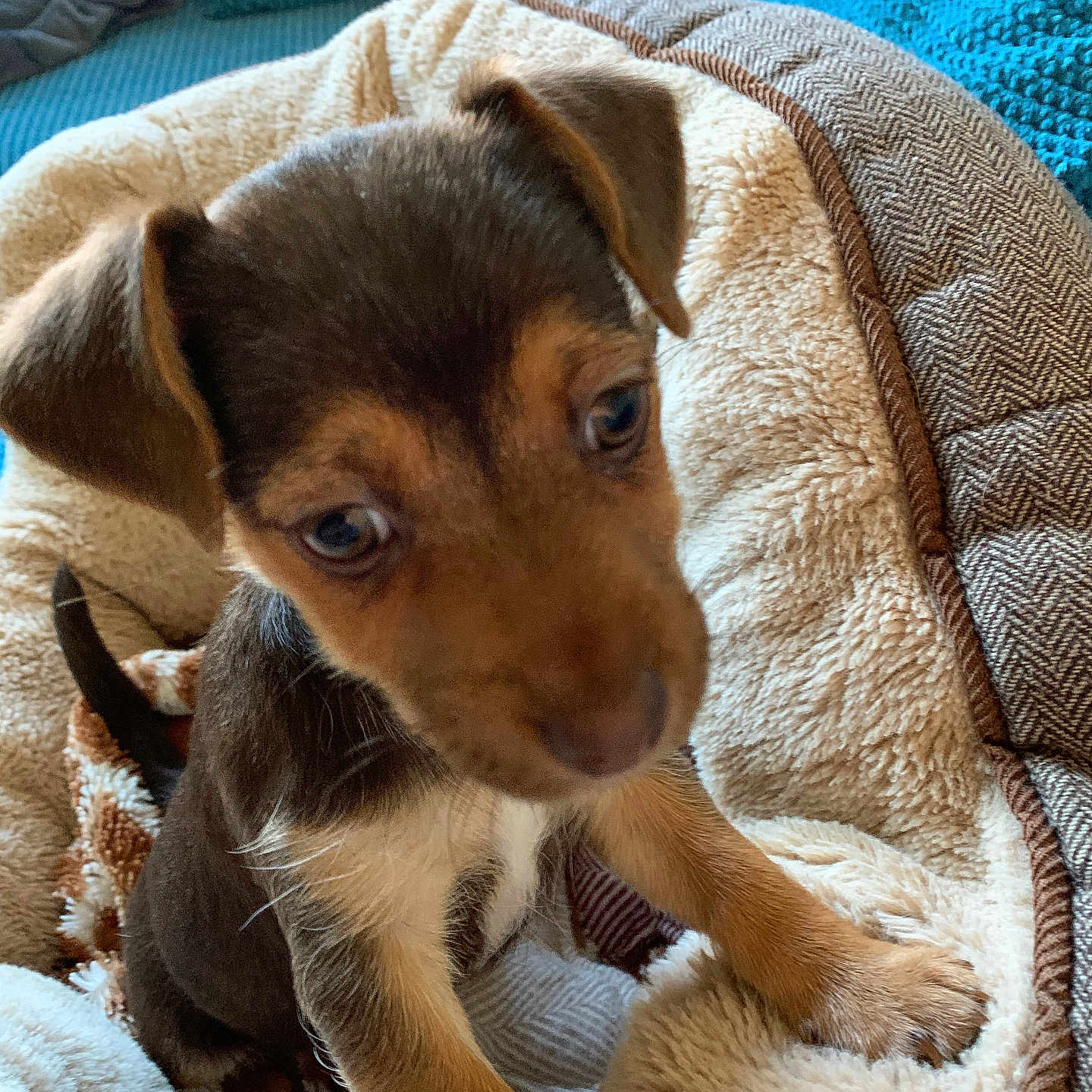 Fudge joined the competition — help win amazing prizes! animal, ball, beagle, blanket, canine, couch, cushion, dog, furniture, homedecor, hound, labradorretriever, linen, person, pet, puppy, quilt, sleeping, snout, terrier