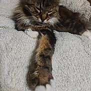 Whitesocks joined the competition — help win amazing prizes! cat, tabby, sleeping, paw, fluffy, fur, pet, indoor, blanket, texture, cozy, relaxation, animal, mammal, whiskers, closeup, resting, cute, soft, feline