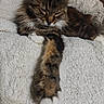 cat, tabby, sleeping, paw, fluffy, fur, pet, indoor, blanket, texture, cozy, relaxation, animal, mammal, whiskers, closeup, resting, cute, soft, feline