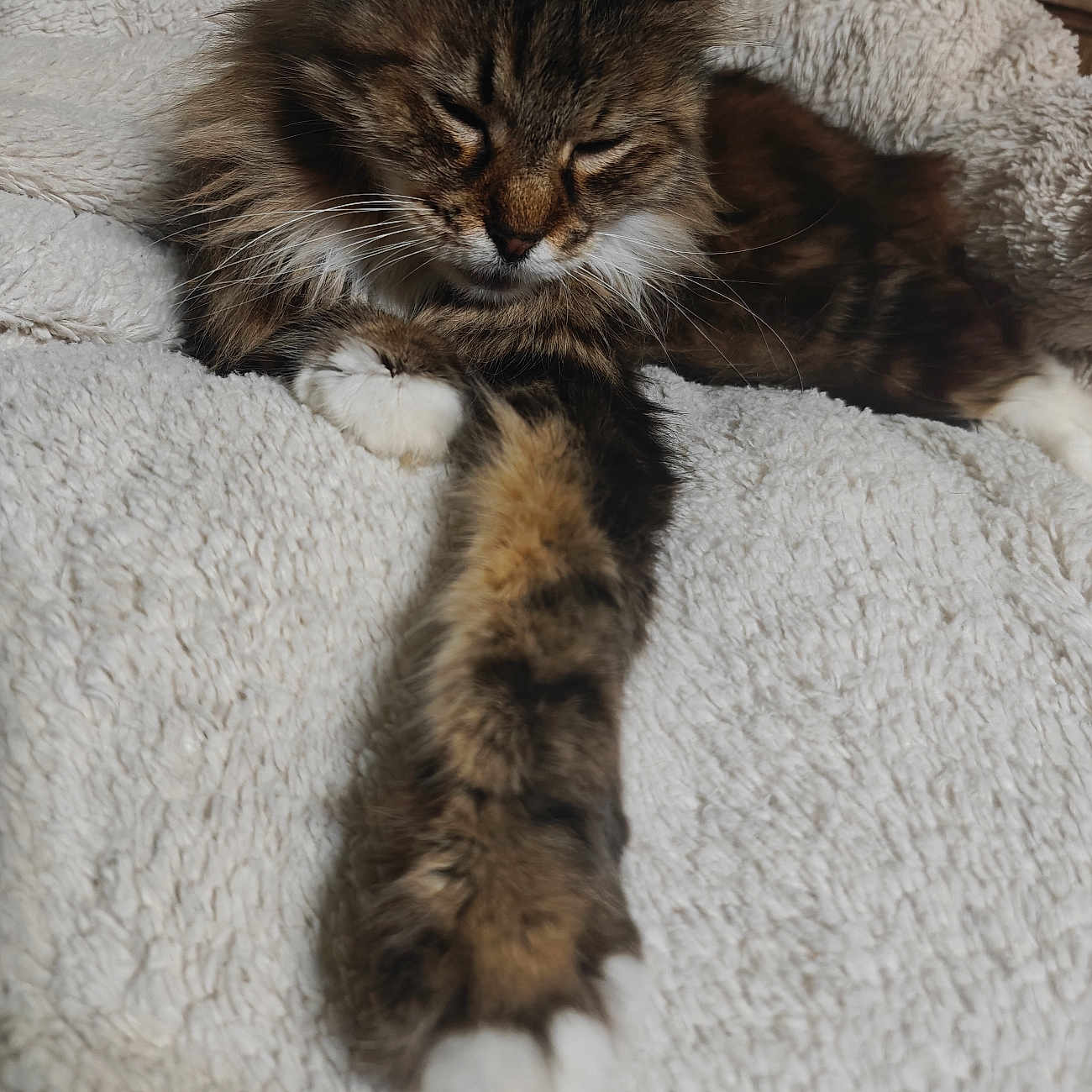 Whitesocks joined the competition — help win amazing prizes! cat, tabby, sleeping, paw, fluffy, fur, pet, indoor, blanket, texture, cozy, relaxation, animal, mammal, whiskers, closeup, resting, cute, soft, feline