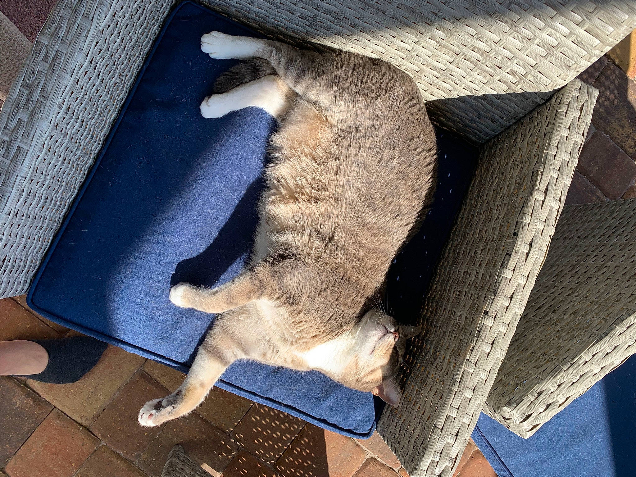 Hetty is registered to the contest to win money with this photo: carnivore, claw, comfort, dog_breed, domestic_short_haired_cat, fawn, felidae, fish, flooring, fur, nap, small_to_medium_sized_cats, sporting_group, tail, whiskers, wood