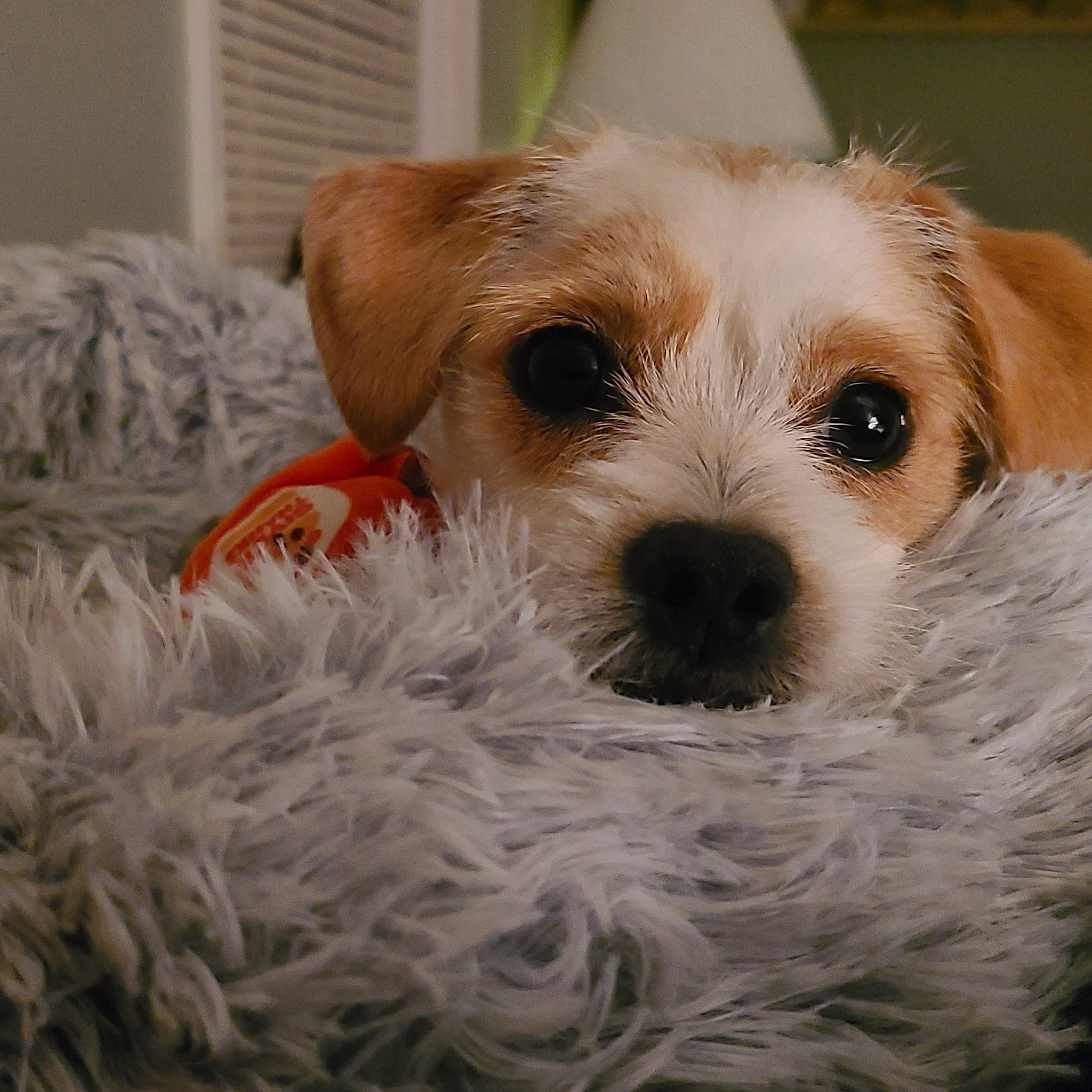 Miley joined the competition — help win amazing prizes! canidae, carnivore, companion_dog, dog, dog_breed, dog_collar, dog_supply, fawn, fur, maltepoo, pet_supply, puppy_love, small_terrier, snout, sporting_group, sunglasses, terrier, toy_dog, whiskers, working_animal