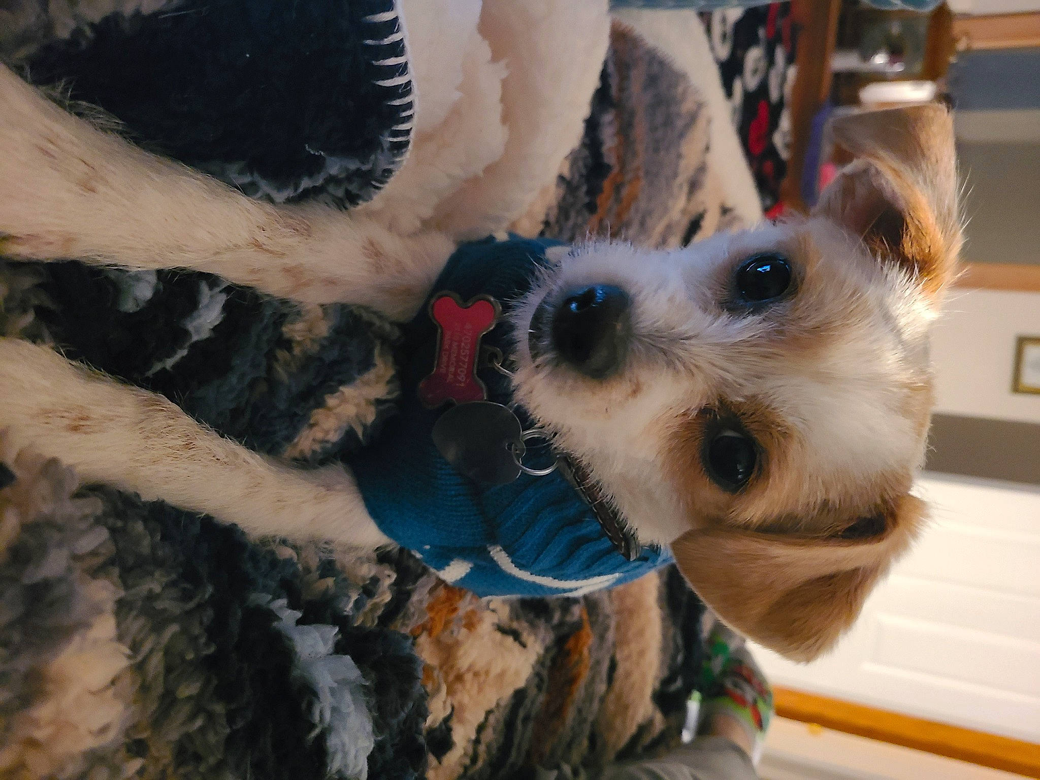 Miley joined the competition — help win amazing prizes! canidae, carnivore, collar, companion_dog, dog, dog_breed, dog_clothes, dog_supply, fawn, fur, non_sporting_group, small_terrier, snout, sunglasses, toy_dog, tree, whiskers, wood, working_animal