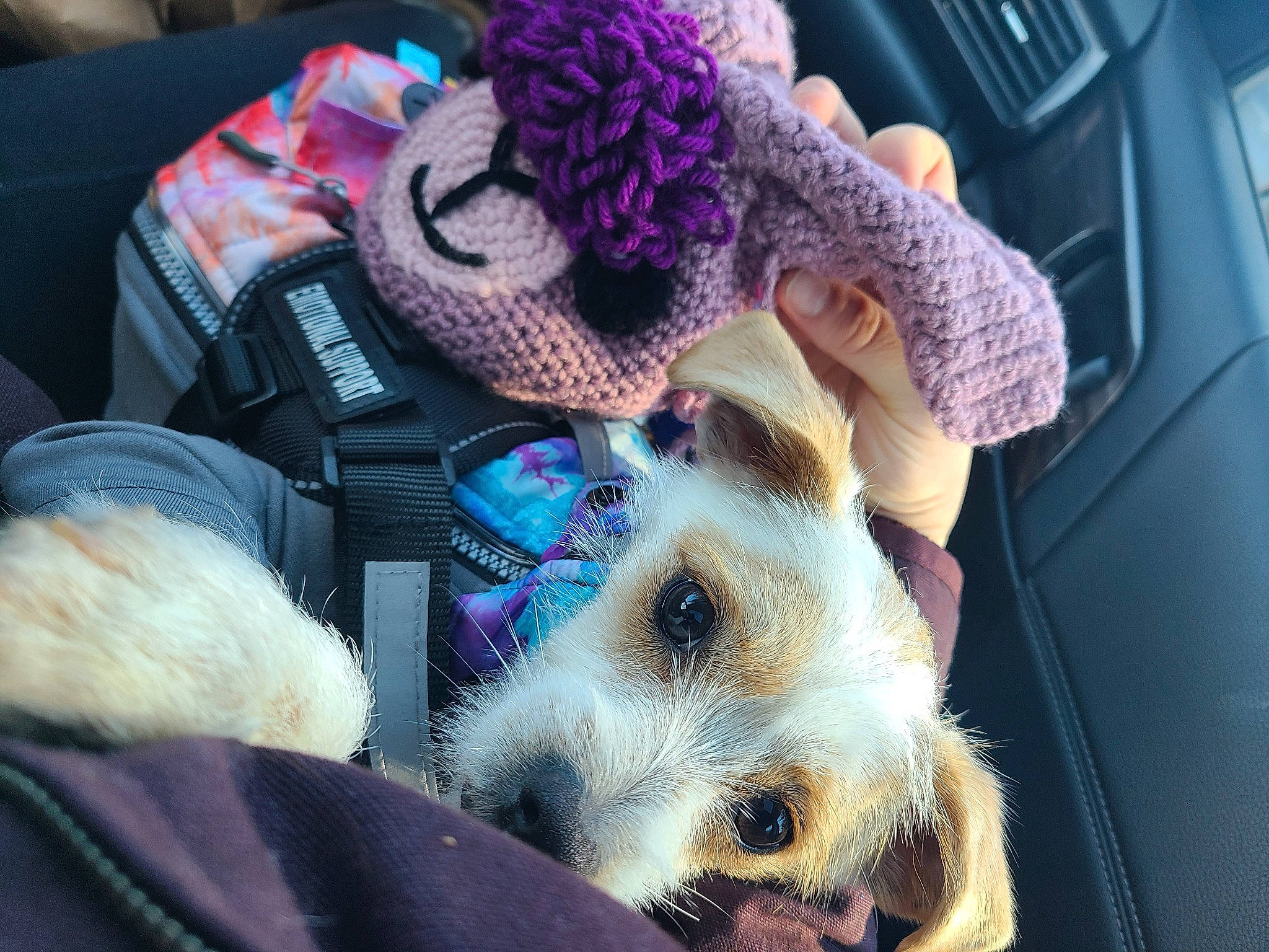 Miley joined the competition — help win amazing prizes! cap, car_seat, carnivore, companion_dog, dog, dog_breed, fashion_accessory, fawn, felidae, fur, hat, motor_vehicle, plush, selfie, sporting_group, stuffed_toy, toy, toy_dog, vehicle_door, whiskers