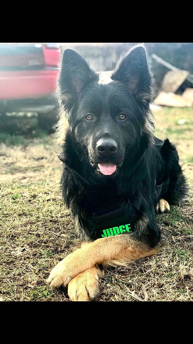 Judge is registered to the contest to win money with this photo: belgian_shepherd, bohemian_shepherd, canidae, carnivore, companion_dog, croatian_sheepdog, dog, dog_breed, herding_dog, king_shepherd, mammal, mudi, old_german_shepherd_dog, rare_breed_dog, shiloh_shepherd_dog, snout, vertebrate, working_dog