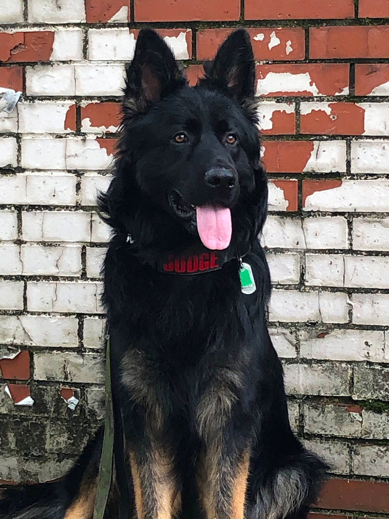 Judge joined the competition — help win amazing prizes! belgian_shepherd, black_norwegian_elkhound, bohemian_shepherd, canidae, carnivore, croatian_sheepdog, dog, dog_breed, groenendael, king_shepherd, mammal, mudi, old_german_shepherd_dog, rare_breed_dog, schipperke, shiloh_shepherd_dog, tervuren, vertebrate