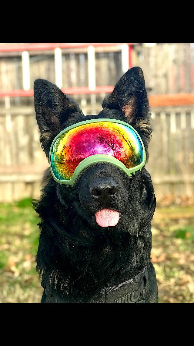 Judge is registered to the contest to win money with this photo: canidae, carnivore, companion_dog, dog, dog_breed, ear, mammal, rare_breed_dog, snout, sporting_group