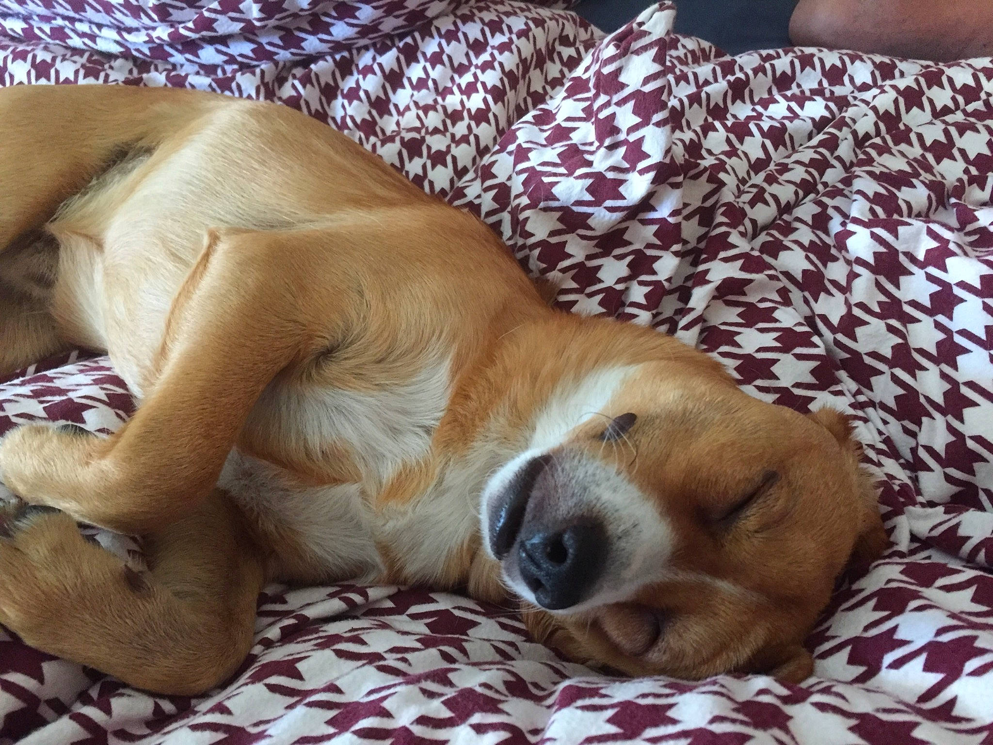 Rocky participe au concours pour gagner de l'argent avec cette photo : canidae, carnivore, comfort, companion_dog, dog, dog_breed, english_coonhound, fawn, harrier, mammal, nap, puppy, puppy_love, sleep, snout