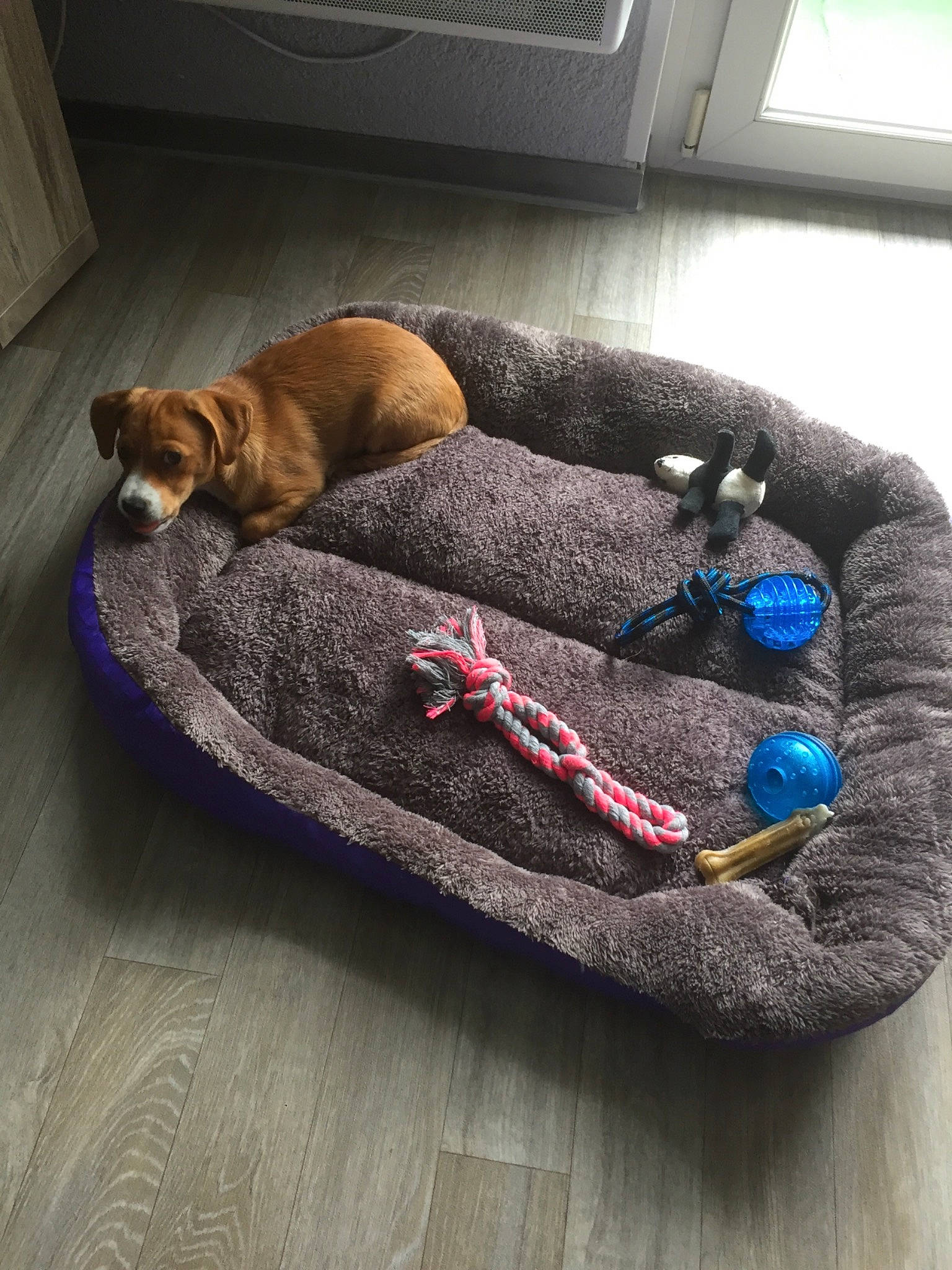 Rocky participe au concours pour gagner de l'argent avec cette photo : canidae, carnivore, cat_bed, comfort, companion_dog, couch, dachshund, dog_bed, dog_breed, dog_supply, dog_toy, furniture, nap, pet_supply, puppy