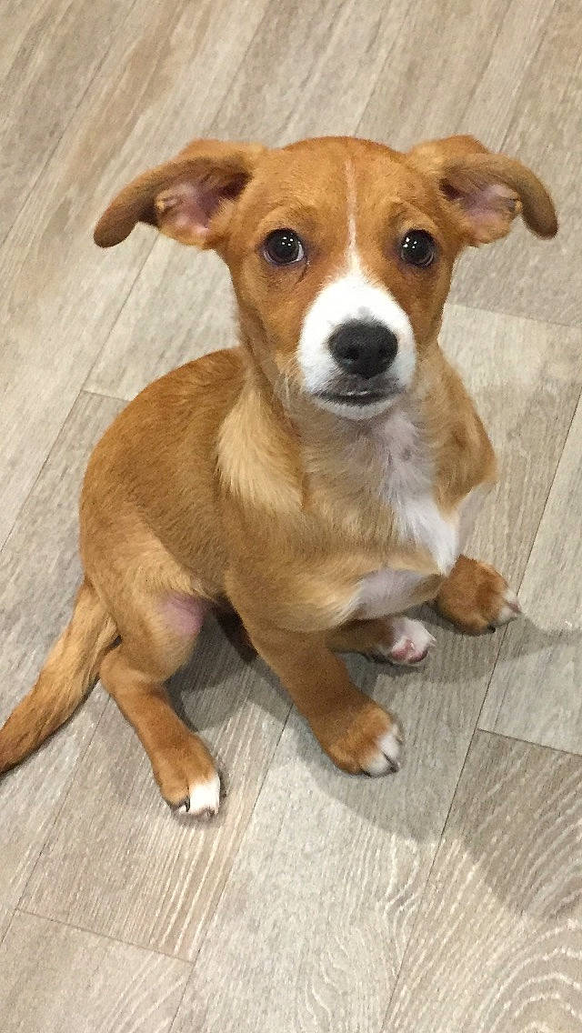 Rocky a rejoint le concours — aidez-le/la à gagner de superbes lots ! ancient_dog_breeds, austrian_pinscher, canidae, carnivore, companion_dog, dog, dog_breed, fawn, feist, hunting_dog, irishjacks, mammal, plummer_terrier, potcake_dog, puppy, rare_breed_dog, snout, sporting_group, street_dog, vertebrate