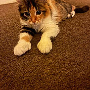 Fluffy joined the competition — help win amazing prizes! calico_cat, kitten, cat, indoor, carpet, pet, feline, animal, closeup, fur, whiskers, ears, paws, laying_down, curious, brown, white, orange, black, texture