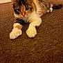 calico_cat, kitten, cat, indoor, carpet, pet, feline, animal, closeup, fur, whiskers, ears, paws, laying_down, curious, brown, white, orange, black, texture