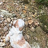 Ullia participe au concours pour gagner de l'argent avec cette photo : dog, outdoor, rocks, riverbed, nature, water, moss, pet, animal, fur, white, brown, resting, landscape, stone, canine, natural, scenery, wildlife, quiet