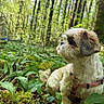 dog, forest, greenery, plants, moss, outdoor, nature, pet, canine, fur, harness, sunlight, trees, woods, animal, small_dog, sitting, leaf, daylight, flora