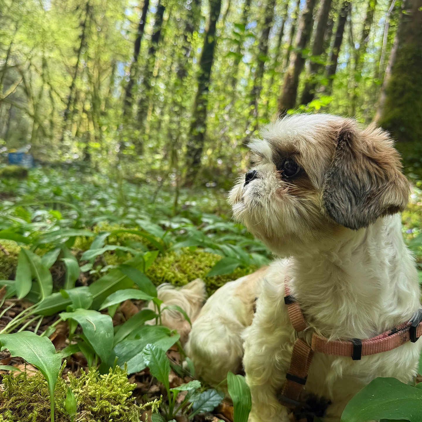 Ullia participe au concours pour gagner de l'argent avec cette photo : dog, forest, greenery, plants, moss, outdoor, nature, pet, canine, fur, harness, sunlight, trees, woods, animal, small_dog, sitting, leaf, daylight, flora
