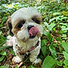 Ullia participe au concours pour gagner de l'argent avec cette photo : dog, puppy, shih_tzu, tongue_out, licking, close_up, outdoor, nature, greenery, plants, forest_floor, cute, fluffy, pet, animal, small_dog, adorable, young_dog, fur, collar