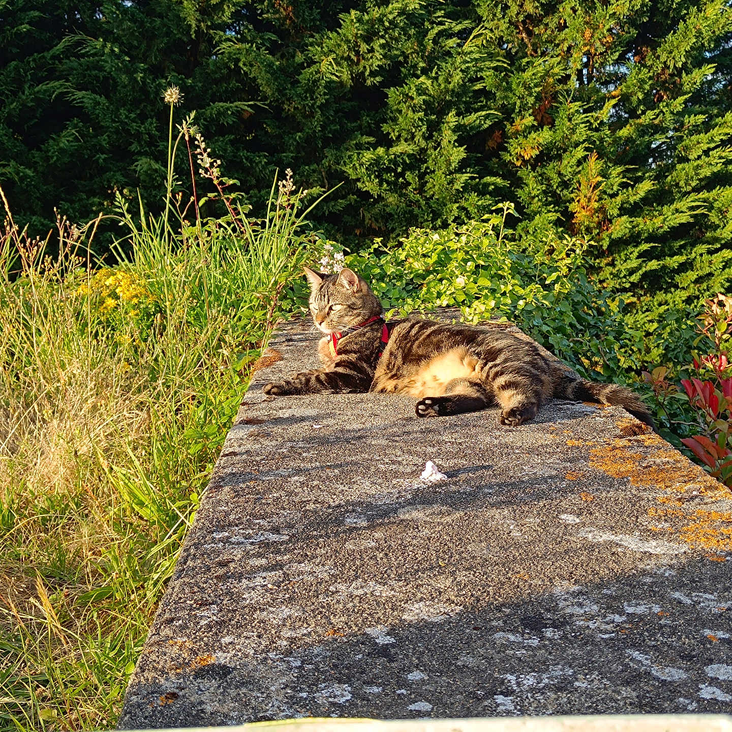 Tigrou participe au concours pour gagner de l'argent avec cette photo : animal, cat, field, grass, grassland, herbal, herbs, land, nature, outdoors, park, path, pet, plant, rock, slate, tree, vegetation, walkway, woodland