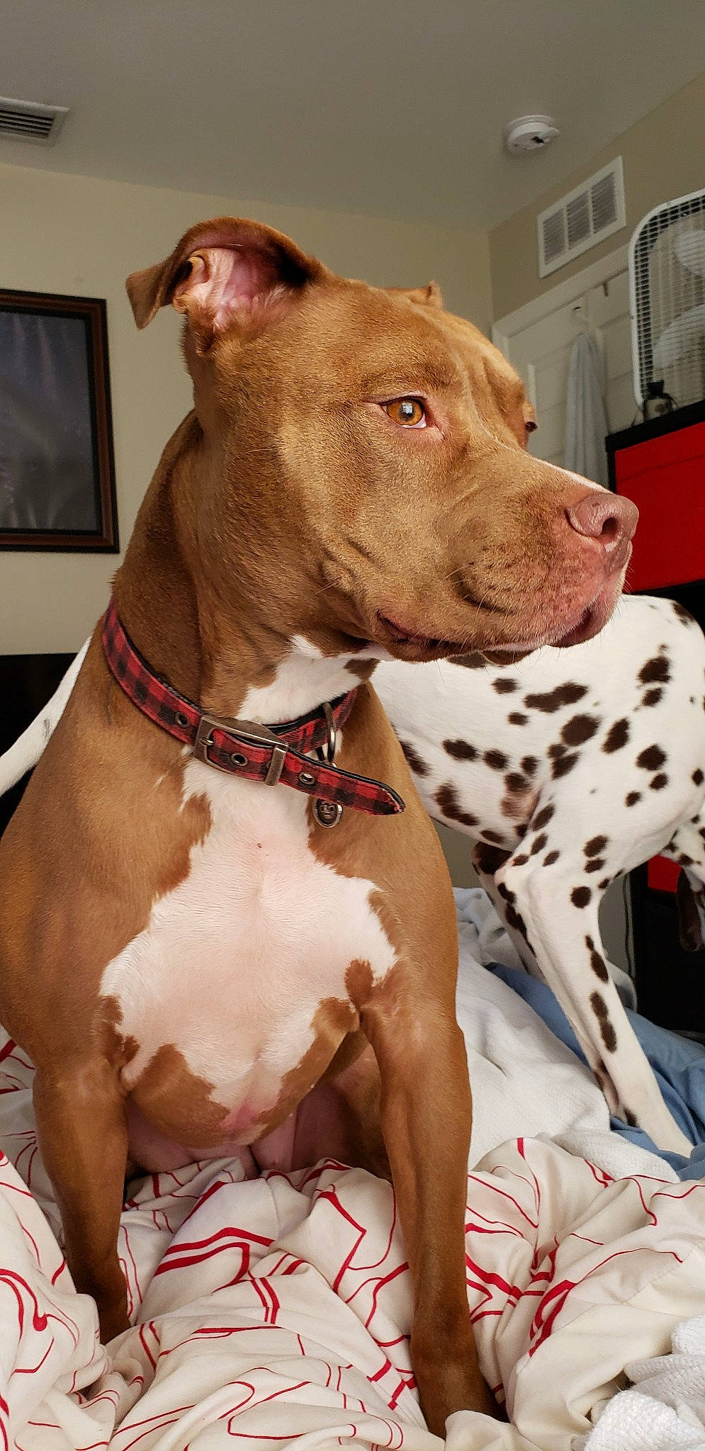 Khaleesi joined the competition — help win amazing prizes! american_pit_bull_terrier, american_staffordshire_terrier, bull_and_terrier, bully_kutta, canidae, carnivore, catahoula_bulldog, cordoba_fighting_dog, dog, dog_breed, dog_collar, fawn, mammal, non_sporting_group, pit_bull, rare_breed_dog, snout, sporting_group, vertebrate