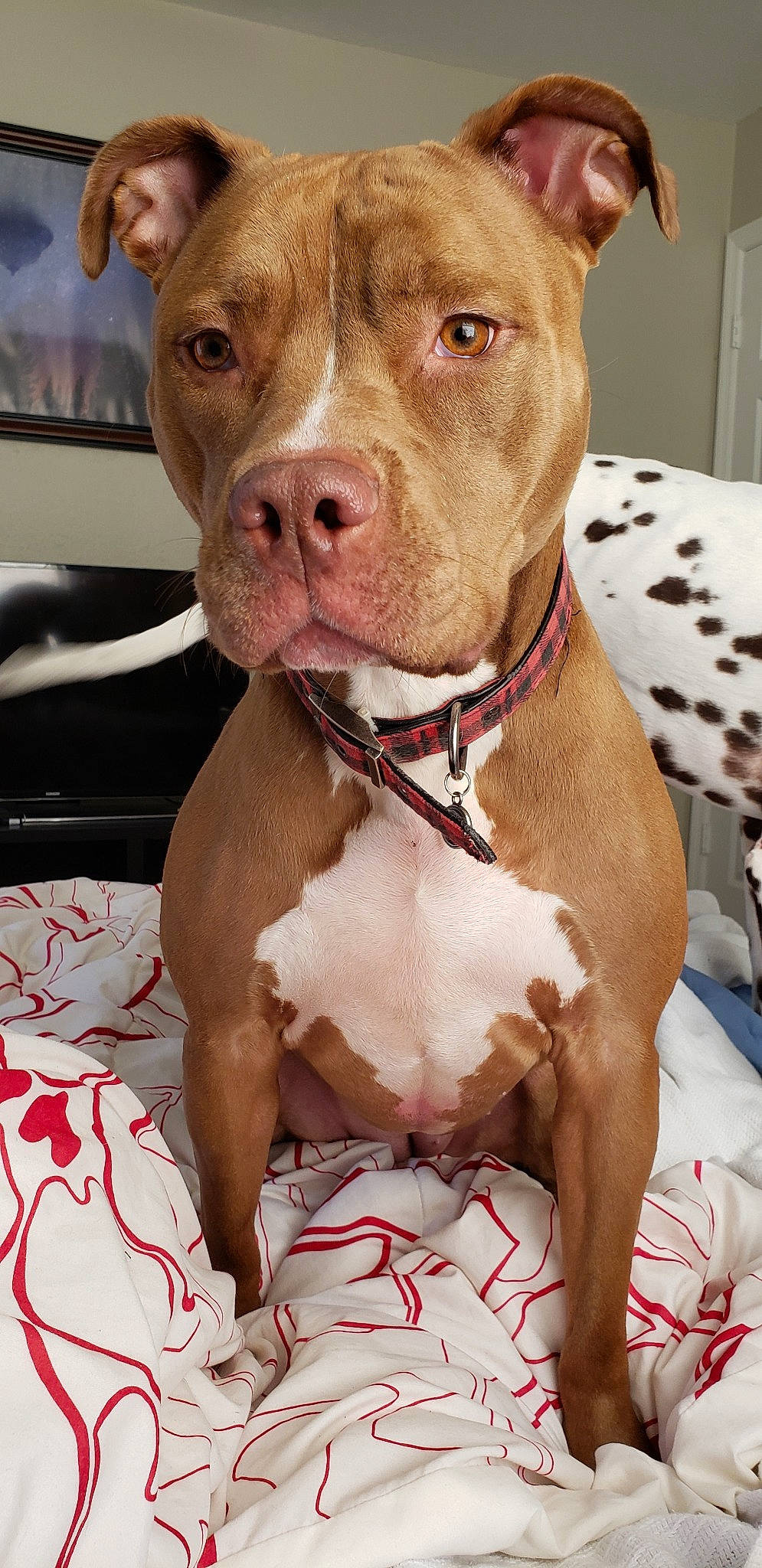 Khaleesi is registered to the contest to win money with this photo: american_bulldog, american_pit_bull_terrier, american_staffordshire_terrier, bandog, canidae, carnivore, cordoba_fighting_dog, dog, dog_breed, ear, fawn, mammal, molosser, non_sporting_group, pit_bull, rare_breed_dog, snout, sporting_group, staffordshire_bull_terrier, vertebrate