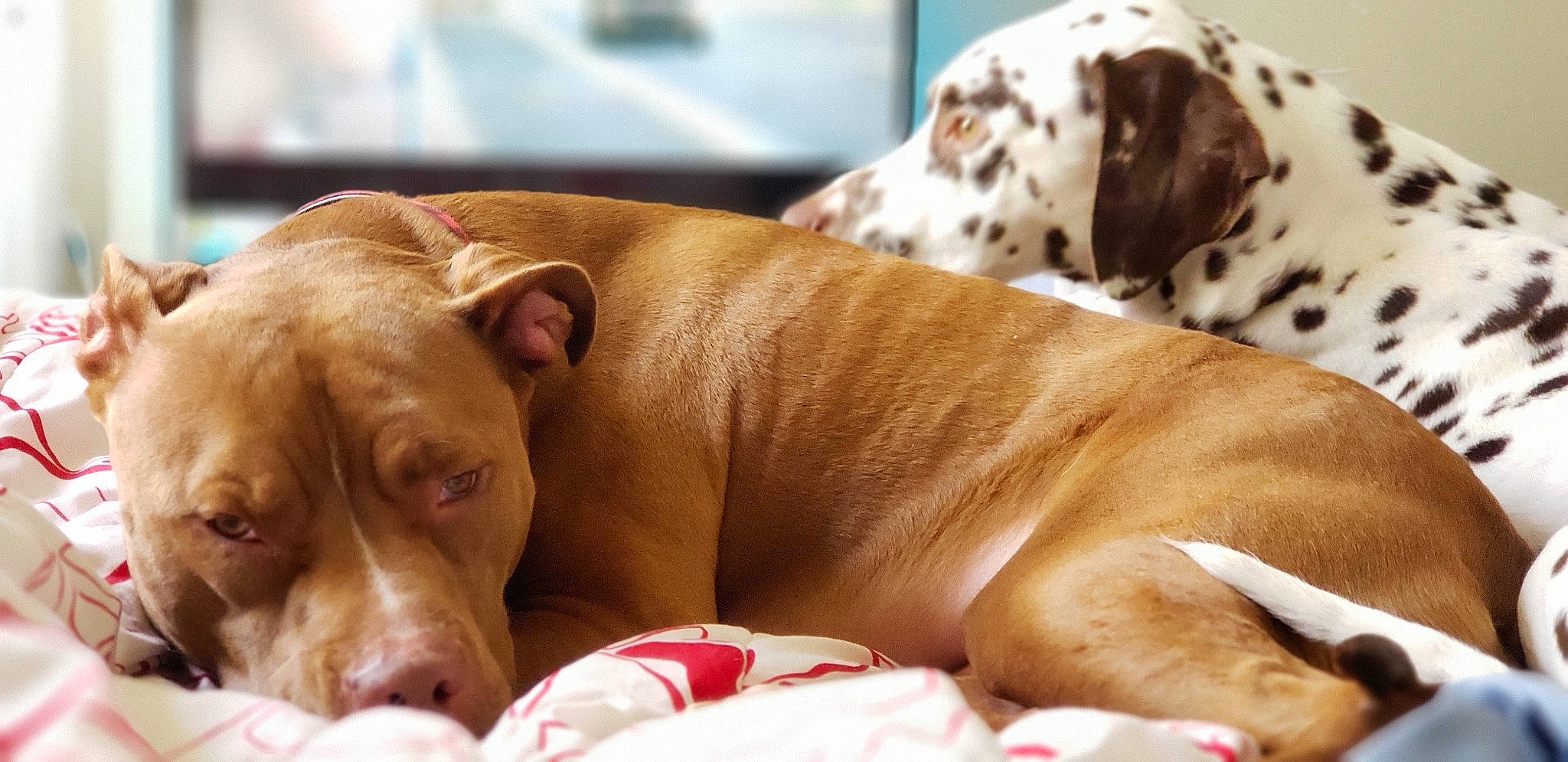 Khaleesi is registered to the contest to win money with this photo: american_pit_bull_terrier, canidae, carnivore, companion_dog, dog, dog_breed, fawn, mammal, nap, non_sporting_group, pit_bull, puppy_love, snout, sporting_group, vertebrate