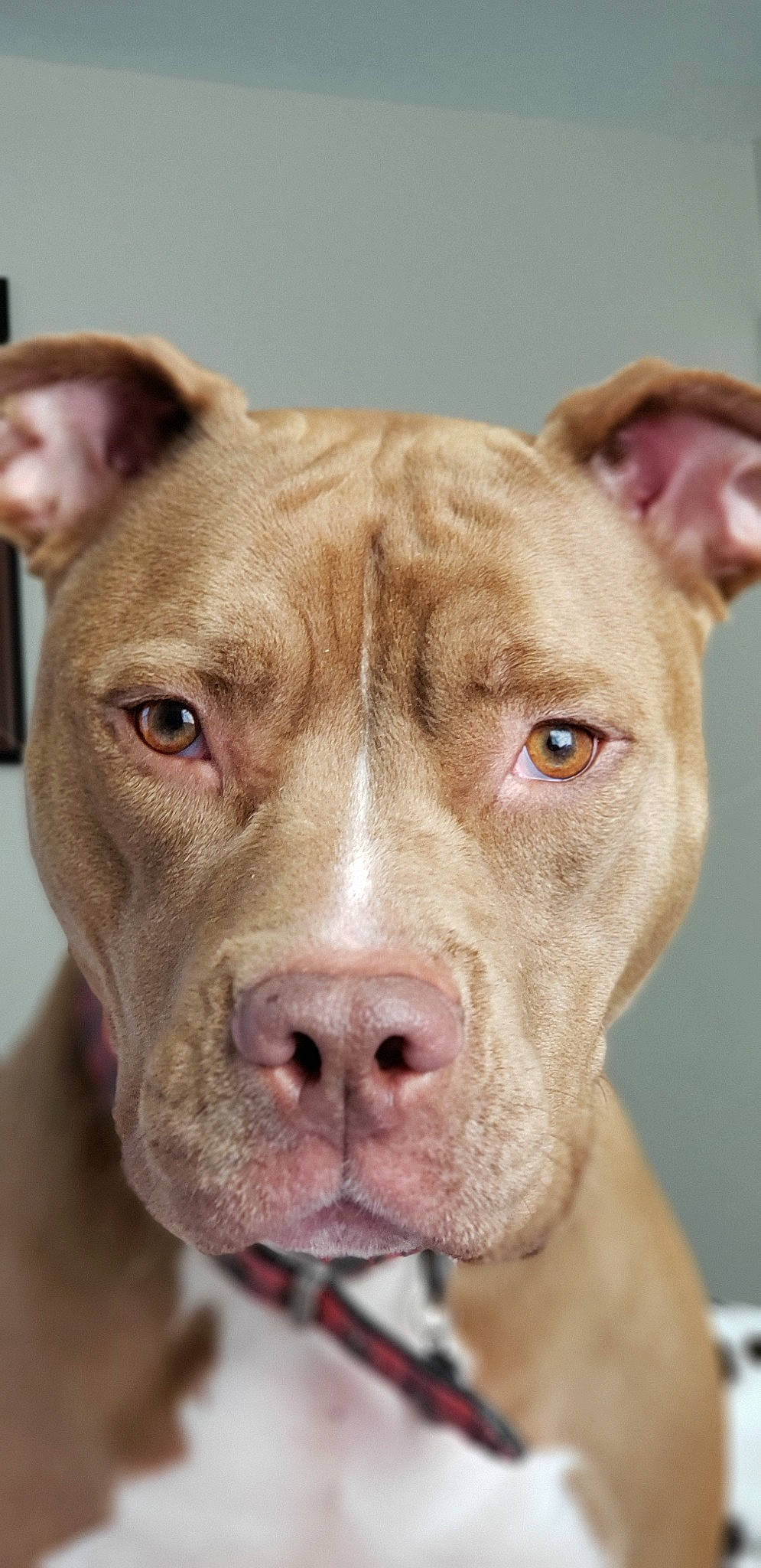 Khaleesi is registered to the contest to win money with this photo: american_bulldog, american_pit_bull_terrier, american_staffordshire_terrier, canidae, carnivore, cordoba_fighting_dog, dog, dog_breed, ear, fawn, mammal, non_sporting_group, nose, pit_bull, rare_breed_dog, skin, snout, sporting_group, vertebrate, whiskers