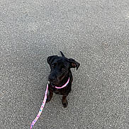 Nala a rejoint le concours — aidez-le/la à gagner de superbes lots ! puppy, dog, black_dog, leash, pink_leash, sitting, road, asphalt, outdoor, pet, young_dog, curious, animal, canine, collar, playful, waiting, cute, small_dog, companion