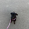 puppy, dog, black_dog, leash, pink_leash, sitting, road, asphalt, outdoor, pet, young_dog, curious, animal, canine, collar, playful, waiting, cute, small_dog, companion